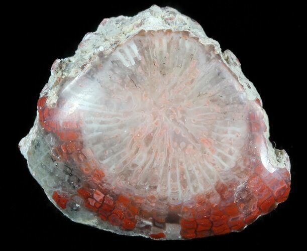 Pennsylvanian Aged Red Agatized Horn Coral - Utah #46720